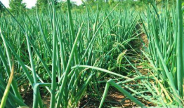 大葱的种植方法视频,视频教程详解